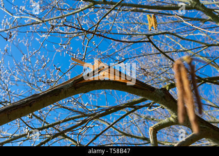 Gebrochenen Zweig nach einem Sturm des Alnus glutinosa oder die Erle Stockfoto