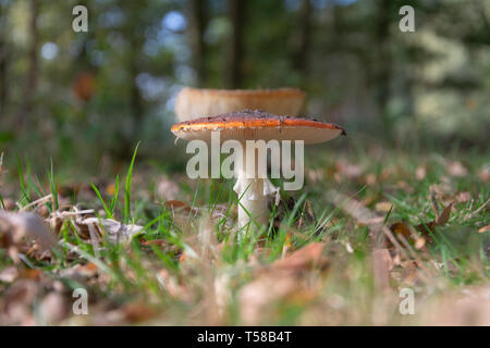 Nahaufnahme der Amanita muscaria, allgemein bekannt als the fly Agaric oder amanita mit bokeh Hintergrund fliegen Stockfoto