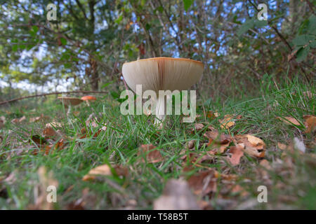 Eine Amanita muscaria, allgemein bekannt als the fly Agaric oder amanita im Wald fliegen Stockfoto