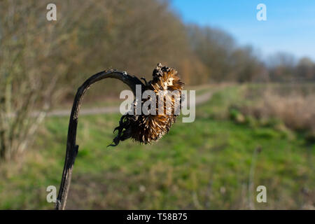 Verwelkte Sonnenblumen in den Frühling mit bokeh Hintergrund Stockfoto