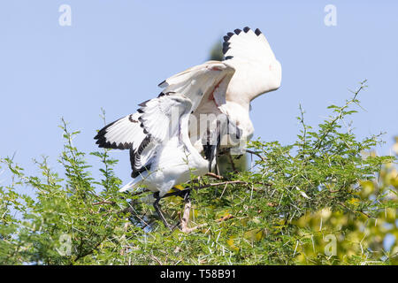 Weiß afrikanischen heiligen Ibis (Threskiornis aethiopicus), Fütterung, ein Kind auf einer Akazie Thorn Tree, Leidam, Montagu, Western Cape, Südafrika Stockfoto