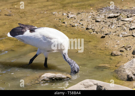 Weiß afrikanischen heiligen Ibis (Threskiornis aethiopicus), Leidam, Montagu, Western Cape, Südafrika Stockfoto