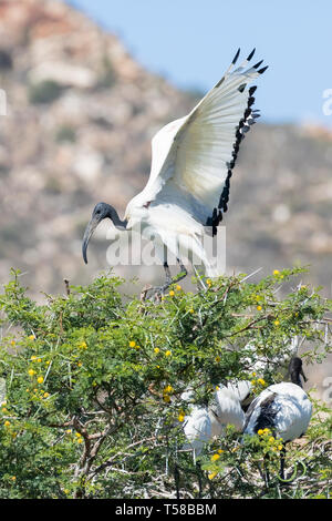 Weiß afrikanischen heiligen Ibis (Threskiornis aethiopicus), Leidam, Montagu, Western Cape, Südafrika Stockfoto