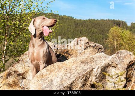 Weimaraner auf Felsen im Wald. Jagd Hund auf die Jagd. Frühjahr Spaziergang durch den Wald mit einem Hund. Hund auf der Jagd. Stockfoto