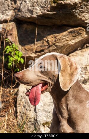 Weimaraner auf Felsen im Wald. Jagd Hund auf die Jagd. Frühjahr Spaziergang durch den Wald mit einem Hund. Hund auf der Jagd. Stockfoto