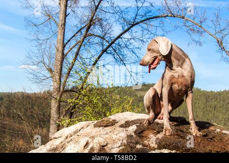 Weimaraner auf Felsen im Wald. Jagd Hund auf die Jagd. Frühjahr Spaziergang durch den Wald mit einem Hund. Hund auf der Jagd. Stockfoto