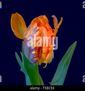 Noch immer leben Kunst farbenfrohe Makro einer isolierten Öffnung Papagei Tulpe Blüte mit grünen Blättern auf dunkelblauem Hintergrund Stockfoto