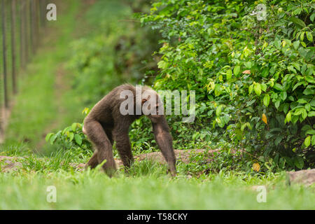 Captive Nigeria-Cameroon Schimpanse am Bohrer Ranch, Cross River State, Nigeria Stockfoto