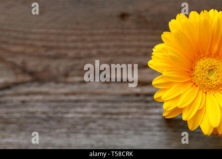 Isolierte gelbe Gerbera Blume auf Holz- Hintergrund. Ansicht von oben Stockfoto