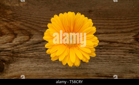 Isolierte gelbe Gerbera Blume auf Holz- Hintergrund. Ansicht von oben Stockfoto