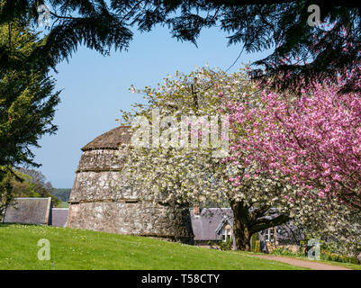 Alte Taubenschlag mit Kirschbäumen auf dem Gelände der mittelalterlichen Dirleton Castle Festung, East Lothian, Schottland, Großbritannien Stockfoto