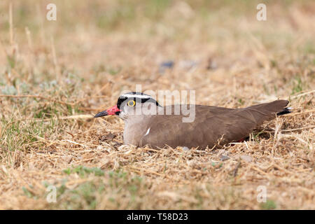 Gekrönt Plover oder gekrönt Kiebitz (Vanellus coronatus) auf Gras im Frühling, Western Cape, Südafrika Weibchen brüten auf Nest im Boden Stockfoto