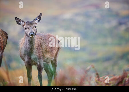 Red Deer Kitze, daneben gibt Mütter. Glen Etive Schottland im Herbst Stockfoto