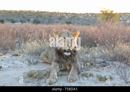 Dozy junge Schwarze maned Kalahari Löwen ruht auf Sanddünen bei Sonnenuntergang, goldenes Licht, Kglagadi Transfrontier Park, die Kalahari Wüste, Nordkap, Sout Stockfoto