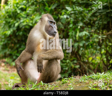 Sub-erwachsenen männlichen bohren Monkey Stockfoto