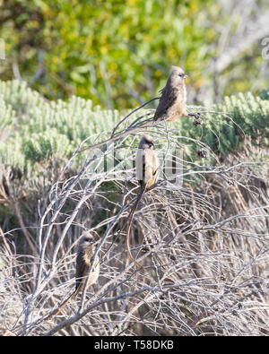 Drei gefleckt, Mousebirds Colius striatus, in einen toten Baum in Küsten Fynbos Vegetation, Western Cape, Südafrika Stockfoto