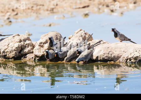 Männliche und weibliche Namaqua Tauben (Oena capensis) trinken am Wasserloch, Kgalagadi Transfrontier Park, Kalahari, Northern Cape, Südafrika Stockfoto