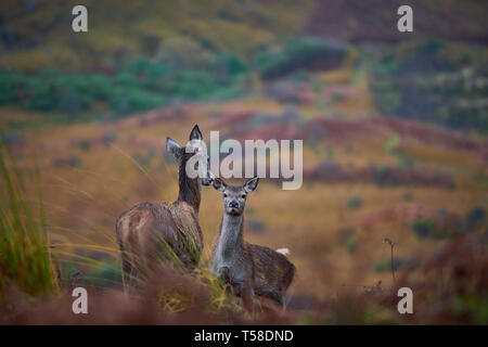 Red Deer Kitze, daneben gibt Mütter. Glen Etive Schottland im Herbst Stockfoto