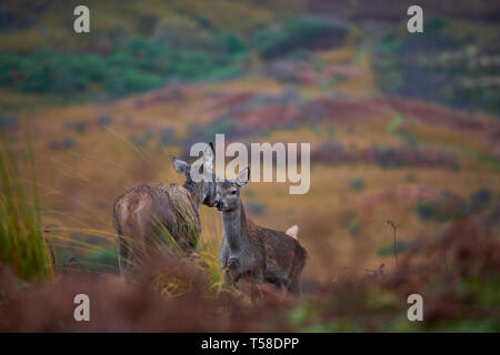 Red Deer Kitze, daneben gibt Mütter. Glen Etive Schottland im Herbst Stockfoto