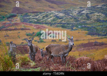 Red Deer Kitze, daneben gibt Mütter. Glen Etive Schottland im Herbst Stockfoto