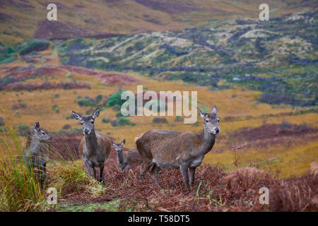 Red Deer Kitze, daneben gibt Mütter. Glen Etive Schottland im Herbst Stockfoto