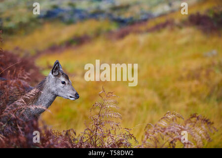 Red Deer Kitze, daneben gibt Mütter. Glen Etive Schottland im Herbst Stockfoto