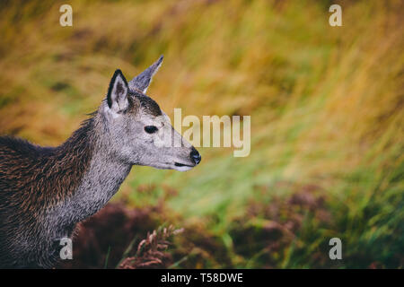 Red Deer Kitze, daneben gibt Mütter. Glen Etive Schottland im Herbst Stockfoto