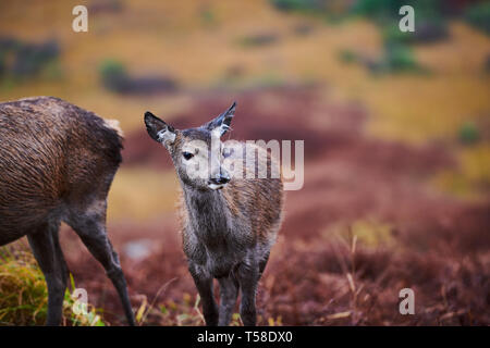 Red Deer Kitze, daneben gibt Mütter. Glen Etive Schottland im Herbst Stockfoto