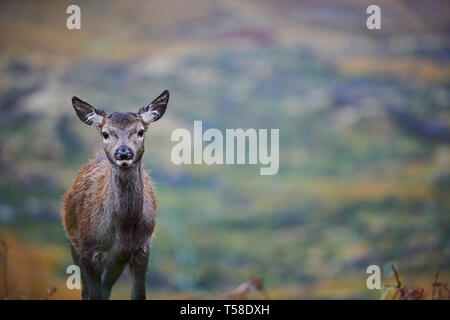 Red Deer Kitze, daneben gibt Mütter. Glen Etive Schottland im Herbst Stockfoto