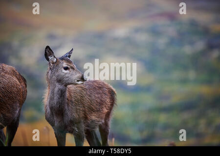 Red Deer Kitze, daneben gibt Mütter. Glen Etive Schottland im Herbst Stockfoto