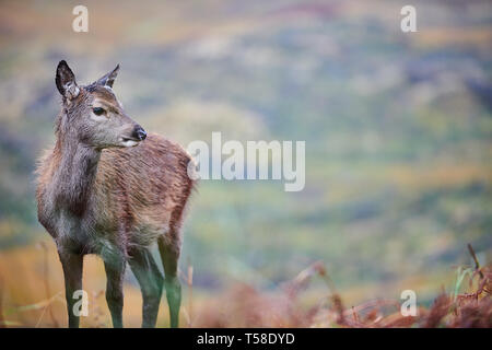 Red Deer Kitze, daneben gibt Mütter. Glen Etive Schottland im Herbst Stockfoto