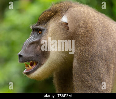 Sub-erwachsenen männlichen bohren Monkey Stockfoto