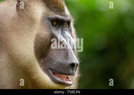 Sub-erwachsenen männlichen bohren Monkey Stockfoto