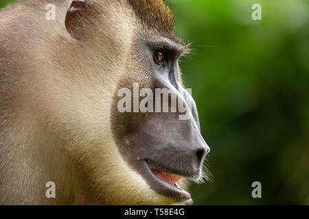 Sub-erwachsenen männlichen bohren Monkey Stockfoto