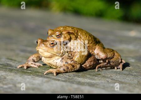 Zwei Erdkröten (Bufo bufo), Paar, Paarungszeit, Baden-Württemberg, Deutschland Stockfoto