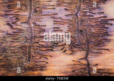 Die Larven der Europäische Fichte Borkenkäfer (Ips typographus) in Holz, Steiermark, Österreich Stockfoto