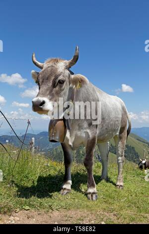 Kuh auf der Alp, Hochgrat Gipfel in der Nähe von Steibis, Allgäu, Bayern, Deutschland Stockfoto