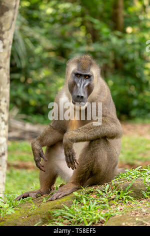 Sub-erwachsenen männlichen bohren Monkey Stockfoto