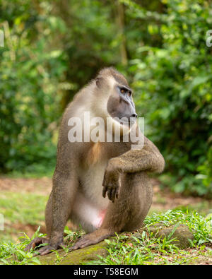 Sub-erwachsenen männlichen bohren Monkey Stockfoto