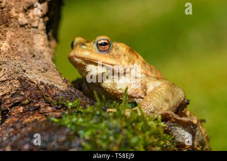 Erdkröte (Bufo bufo), Baden-Württemberg, Deutschland Stockfoto