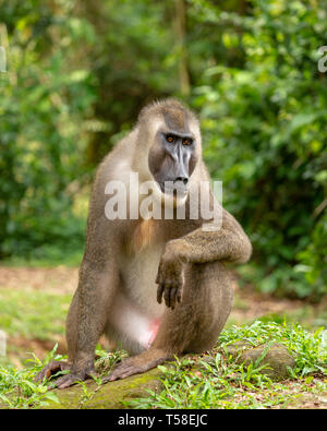 Sub-erwachsenen männlichen bohren Monkey Stockfoto