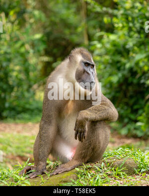 Sub-erwachsenen männlichen bohren Monkey Stockfoto