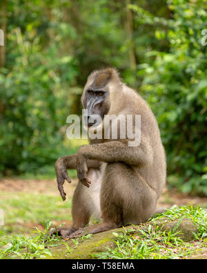 Sub-erwachsenen männlichen bohren Monkey Stockfoto