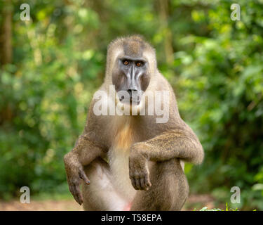 Sub-erwachsenen männlichen bohren Monkey Stockfoto