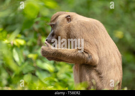 Juvenile bohren Affe Essen Stockfoto