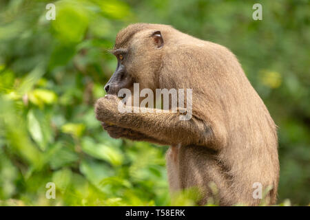 Juvenile bohren Affe Essen Stockfoto