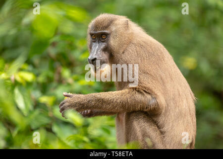 Juvenile bohren Affe Essen Stockfoto