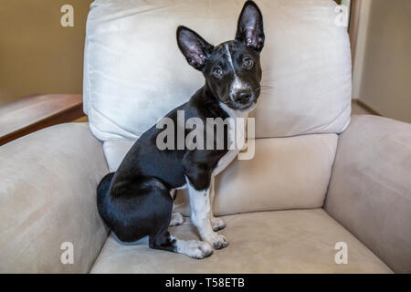 Drei Monate alte Basenji Welpen "Oberon" sitzen auf einem Stuhl in Covington, Washington, USA Stockfoto