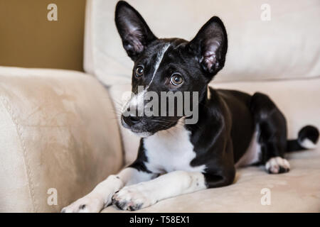 Drei Monate alten Basenji Welpen 'Oberon' liegen auf einem Stuhl. (PR) Stockfoto