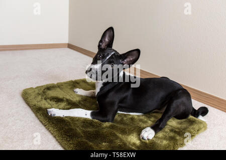 Drei Monate alte Basenji Welpen "Oberon" zurückgelehnt auf seinem Bett in Covington, Washington, USA Stockfoto